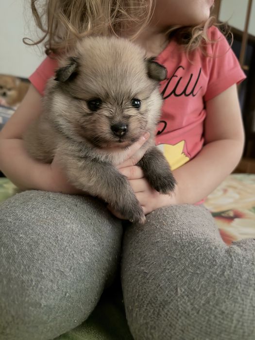 Очаровательные детки кучеряшки той пудель