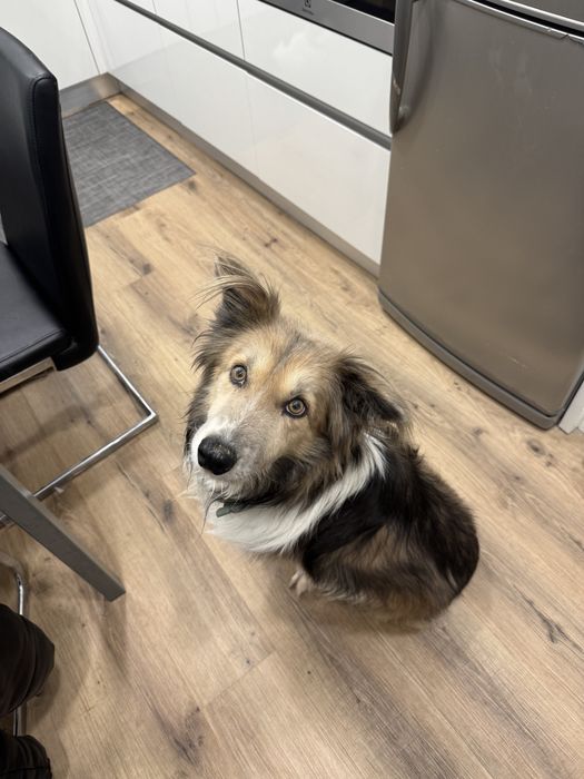Petsitting ao domícilio e/ou passeios com animais.
