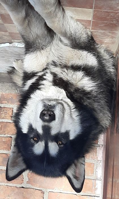 Вязка Аляскинского Маламута.