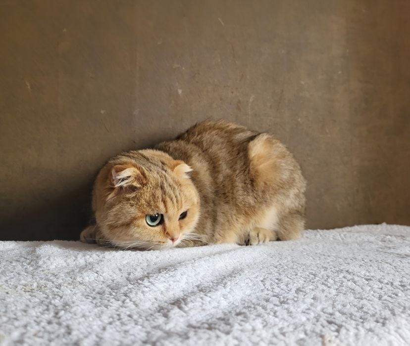 Висловушки, скоттішфолд