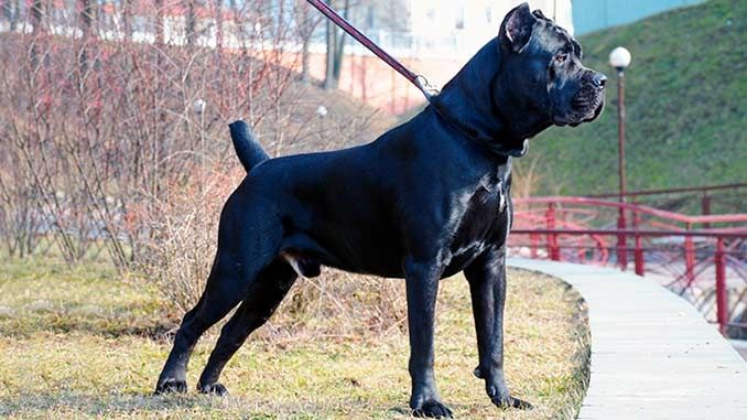 Срочно! Кане-корсо щенки элитная порода