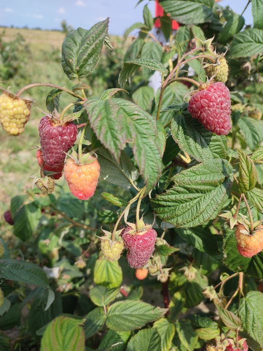 Продам саджанці малини  сорт Мапема