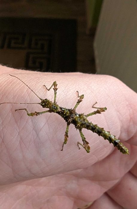 Straszyk filipiński straszyk north luzon