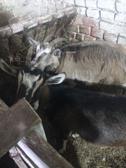 Продаю дві курси