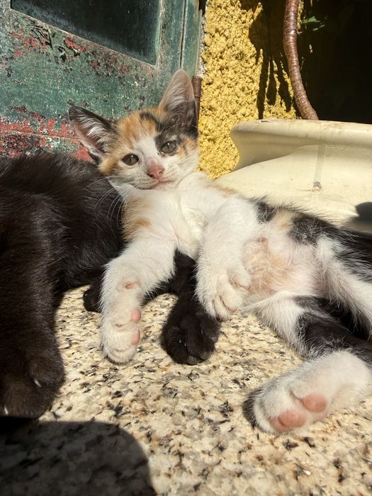 Gatinhos para adoçao