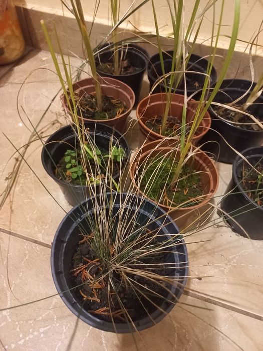 Trawa Pampasowa różowa