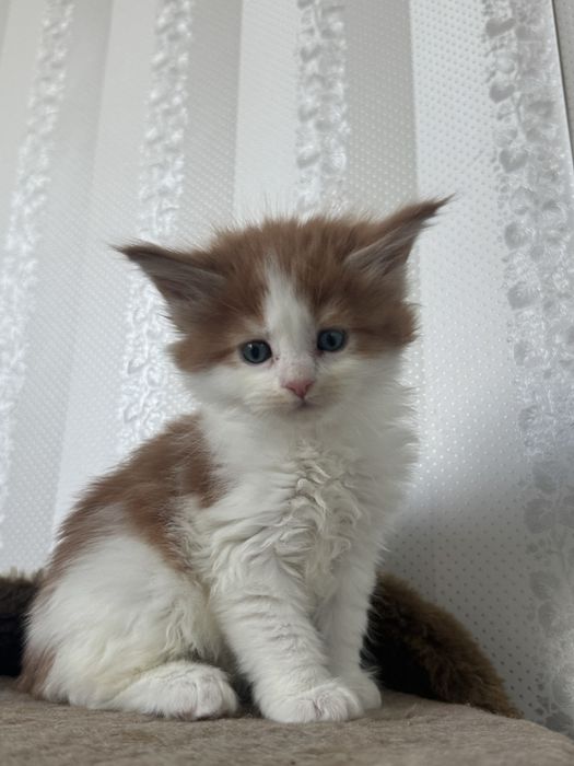 Кошенята мейн-кун