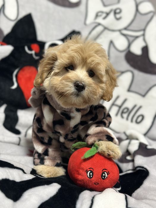 Кукольная мальтипу 3 месяца