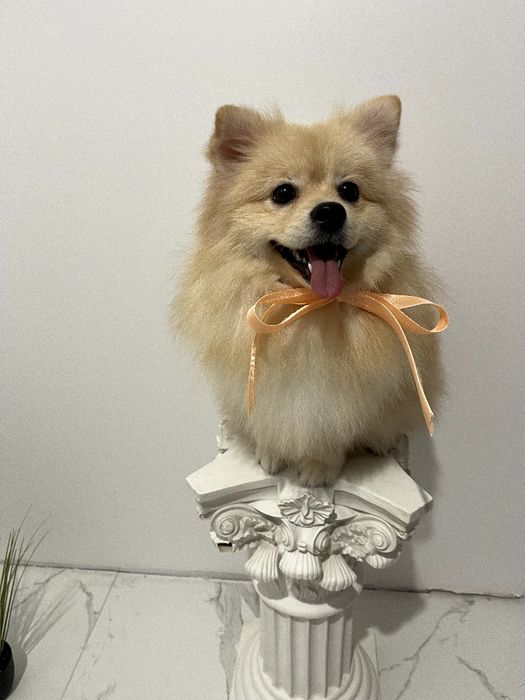 Померанські шпіци — Вибери свого маленького друга вже зараз