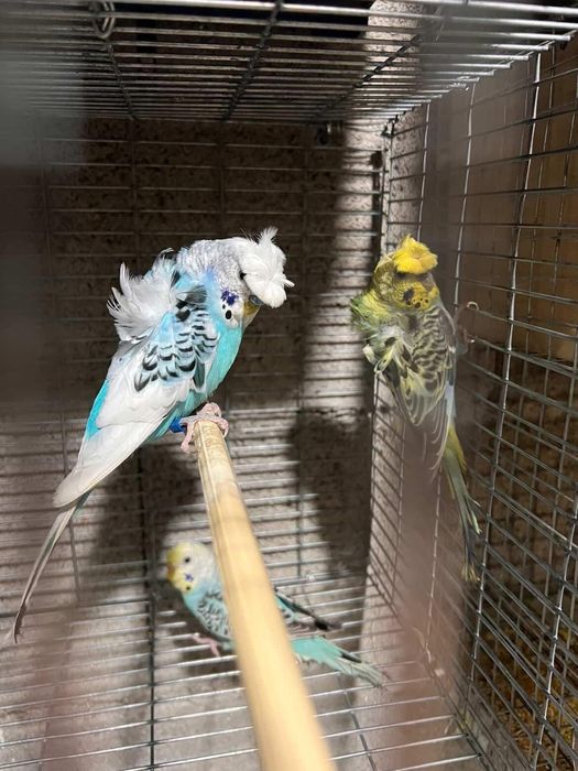 Periquito hogoromo casal