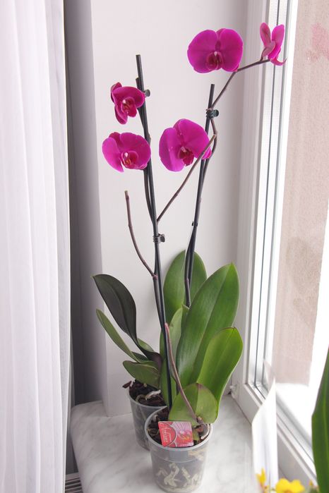 Орхідея фаленопсис класична малинова