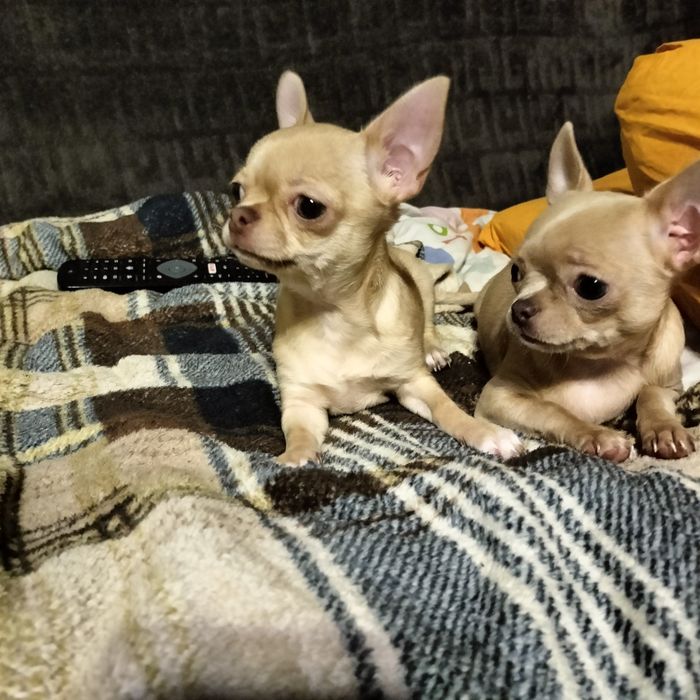 Чистокровные милашки чихуашки