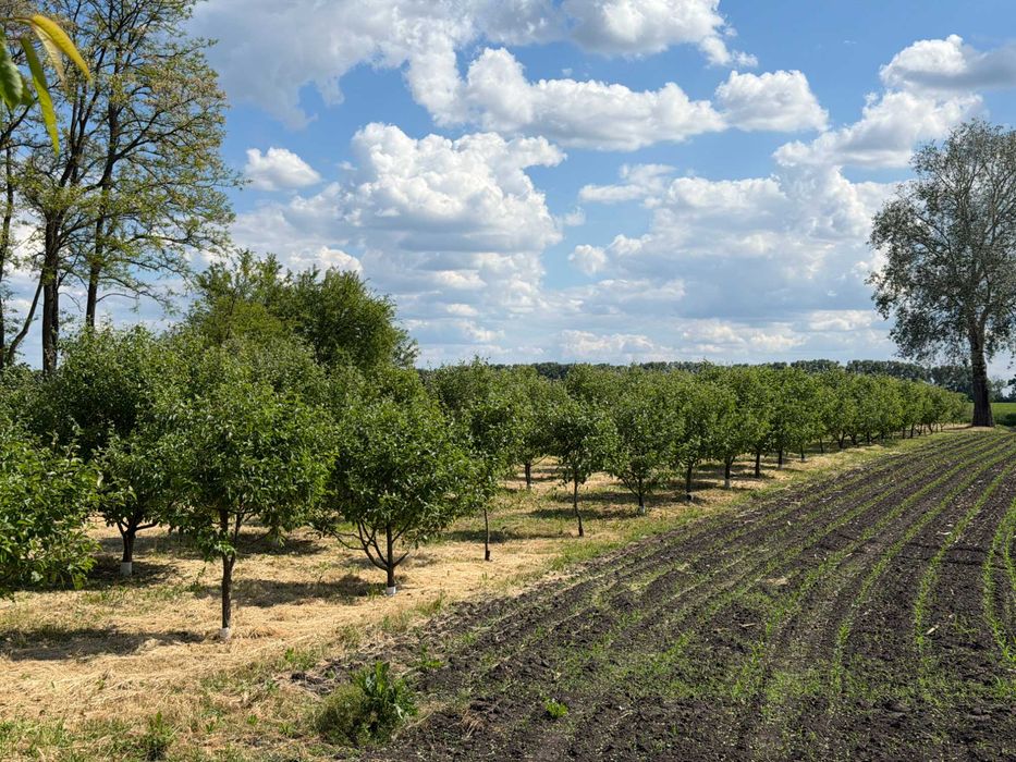 Продаж 3 кім будинку з ділянкою 87 соток в с. Пасківщина  Є ВІДЕООГЛЯД