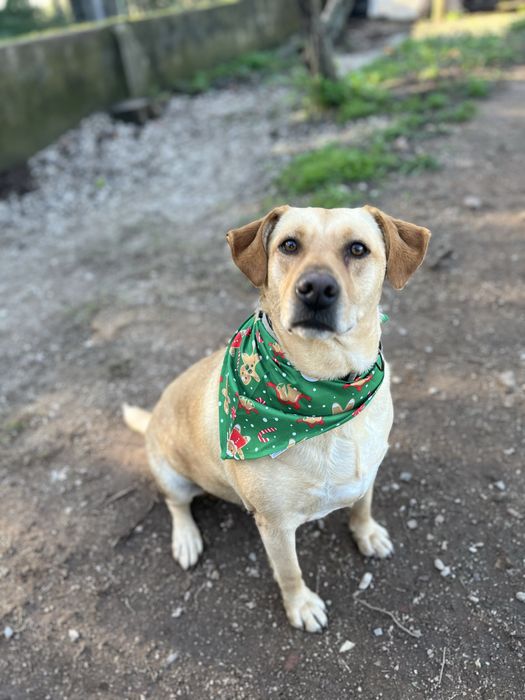 Pipoca- xLabradora para Adoção!