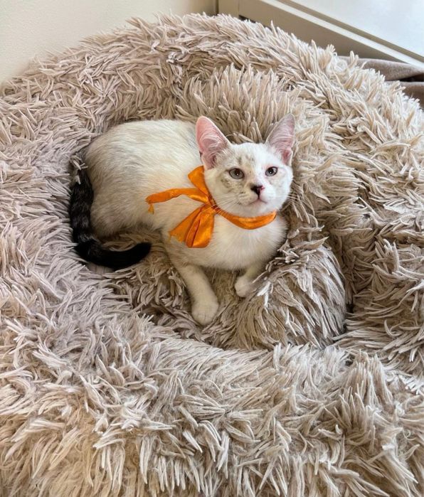 Gatinha bebé para adoção
