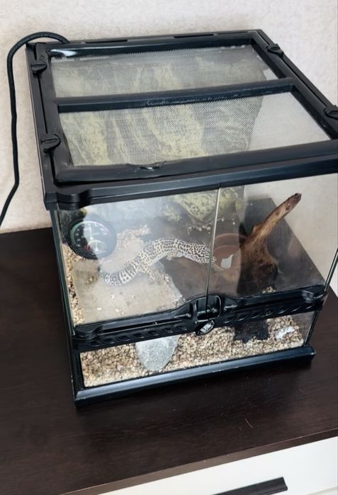 Еубліфар з тераріумом
