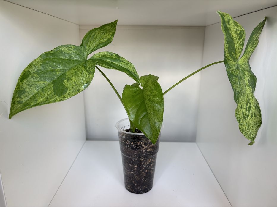 Syngonium Mottled Mojito