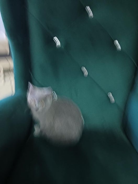 Sprzedam kota Brytyjskiego