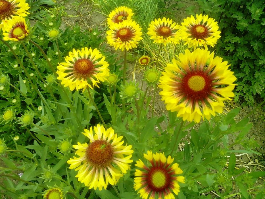 Гайлардія багаторічник