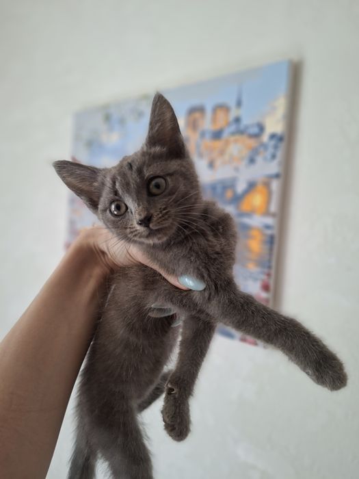 Дві маленькі принцеси шукають свій замок!