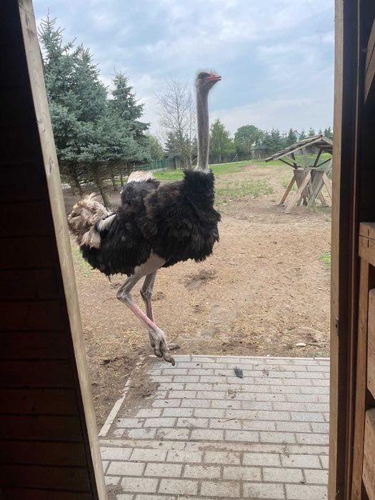 Sprzedam Strusia Afrykańskiego