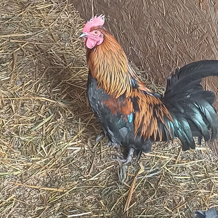 Koguty liliputy różne  do wyboru