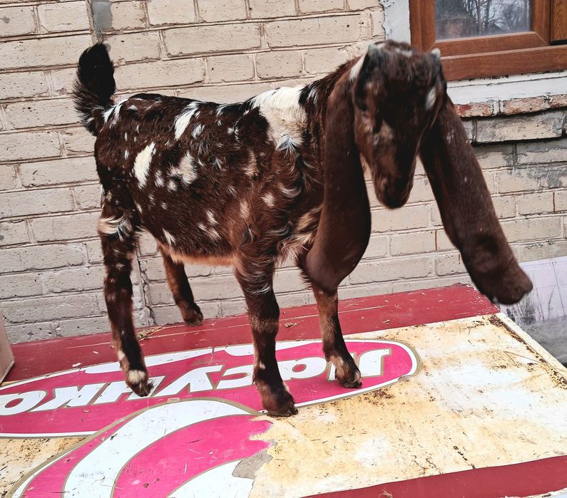 Козлик 75 % камори 25% нубиец