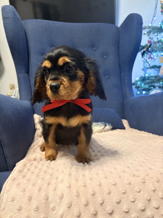 Cavalier King Charles Spaniel suczka.