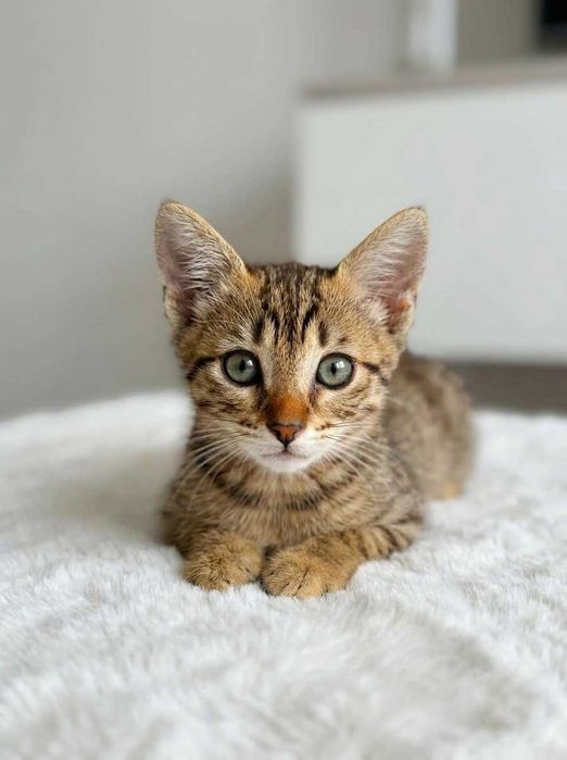 Setúbal e arredores / Margem Sul — DANILO, gatinho para adoção