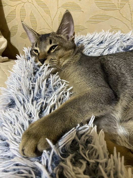 Роскошный котенок Чаузи F4