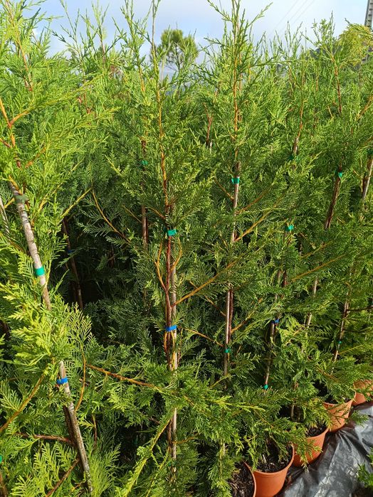 Leyland - Leylandii - Cedro para sebe