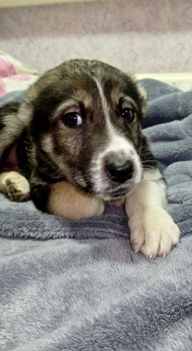 Продам щенков Аллабая