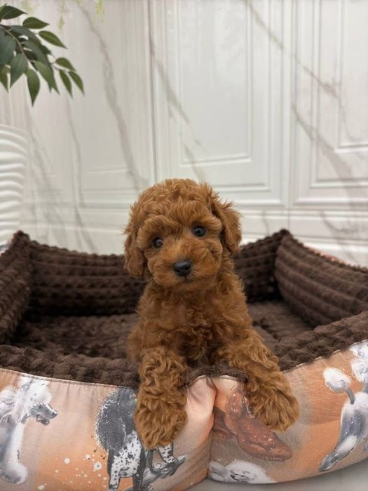 Солодкі хлопці той пудель