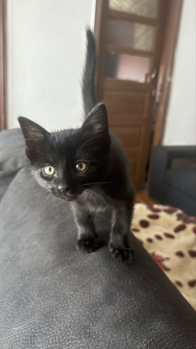 Lindos gatinhos