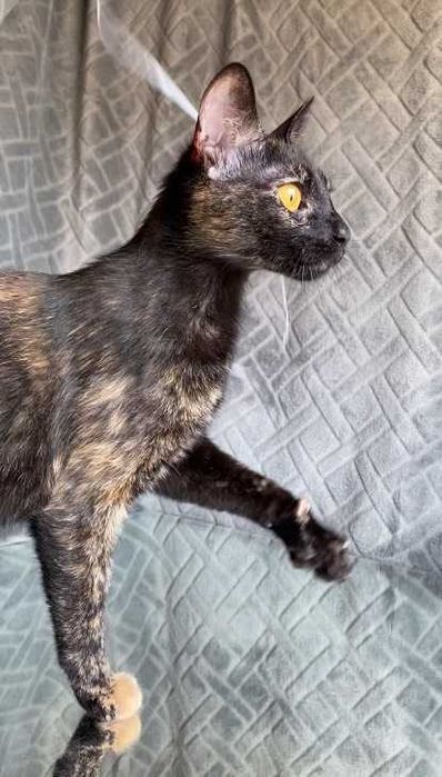 ESTERILIZADA | Gata juvenil e muito dócil disponível para adoção