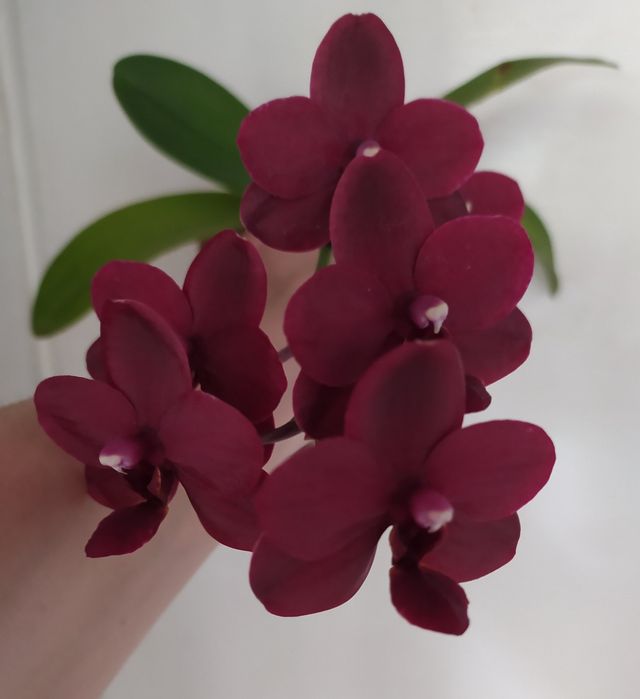 Продам орхідею black bird 2015р.