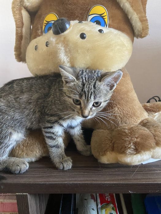 Тигреня у добру сімʼю