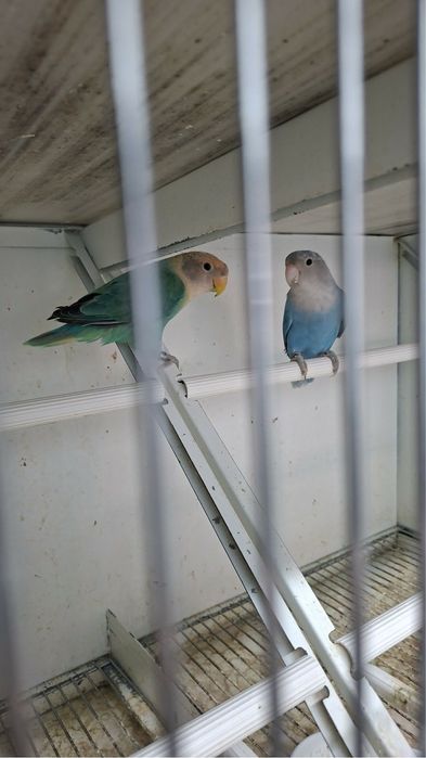 Vendo agapornis roseicolis