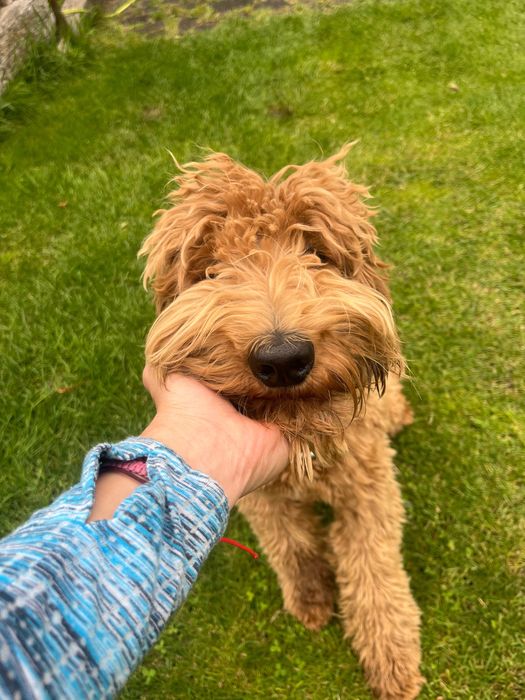 Labradoodle piesek