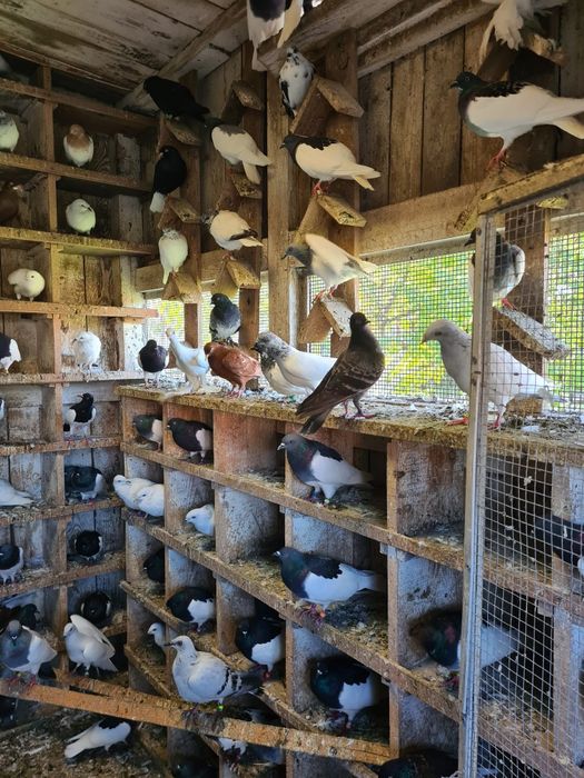 Sprzedam gołębie rasowe