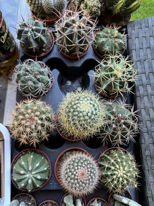 Сукуленти Суккулент. Succulents Кактус . Крассула. Венерина мухоловка