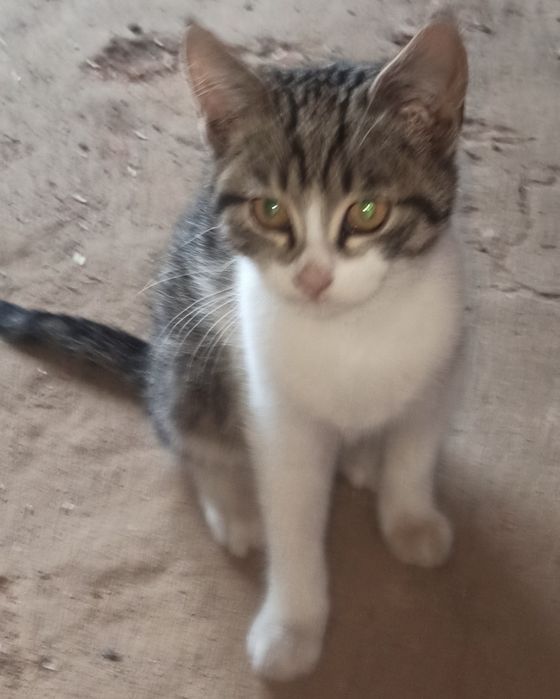 Милі котенята ласкаві друзі