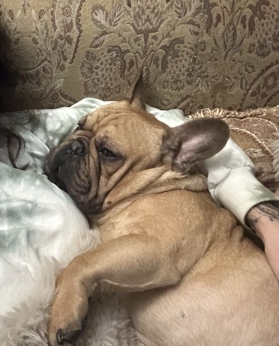 Chłopczyk buldog francuski tata FCI