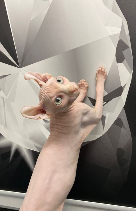 Sfinks SPHINX dzieciak wyjątkowy kotek