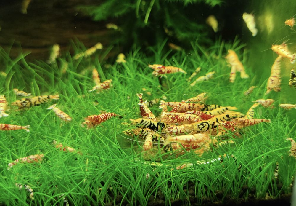 Krewetki Caridina Fancy Tiger red/black.