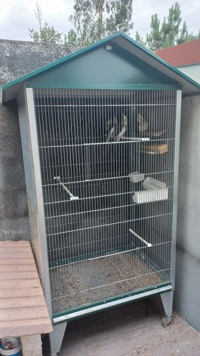 Caturras anilhadas deste ano