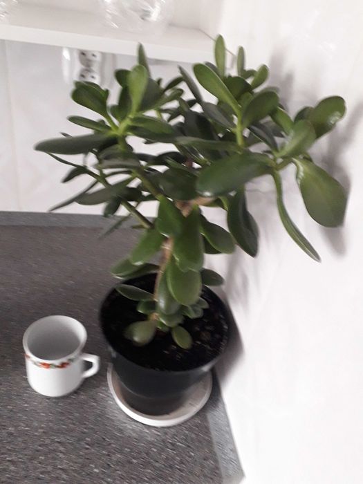 Drzewko szczęścia/ grubosz