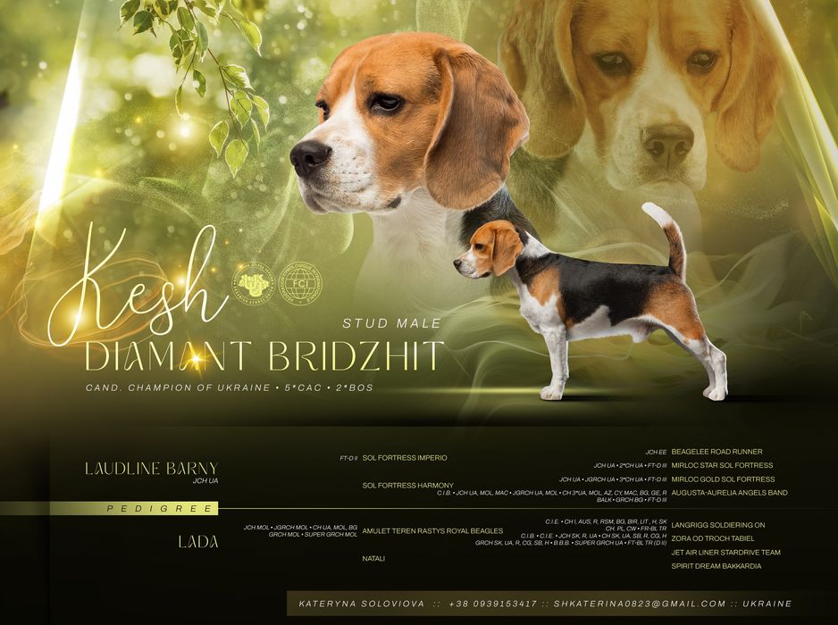 Пропонуєтся кобель породи бігль