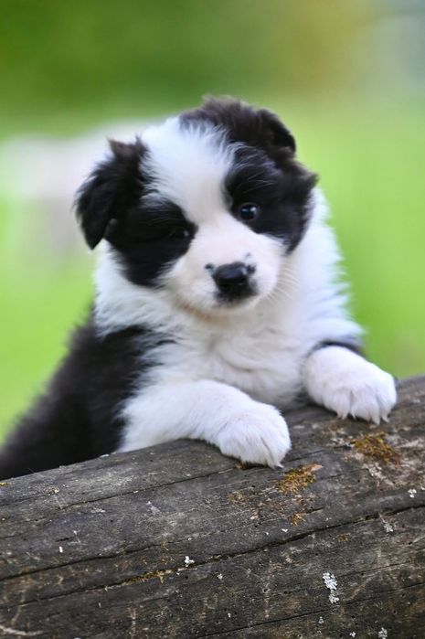 Border Collie FCI/ZKwP