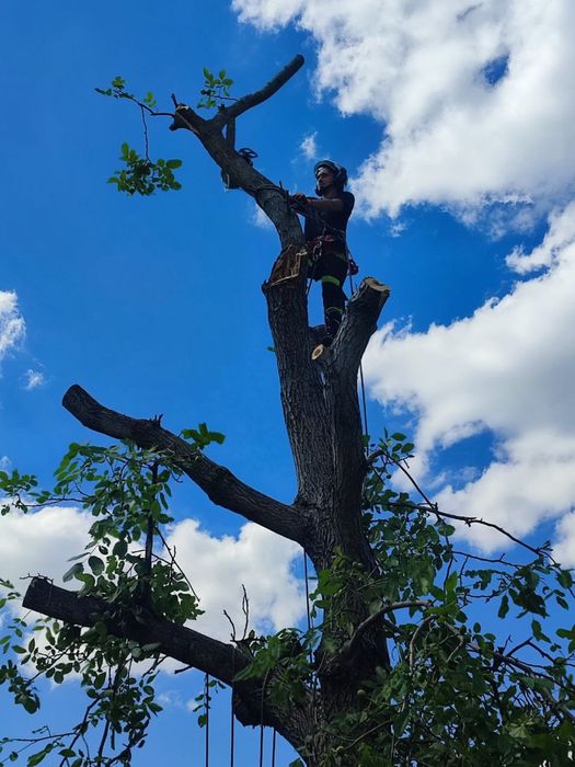 Обрізка, видалення, чистка дерев